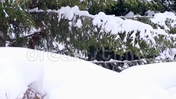 云杉和松树的树枝覆盖着雪雪杉林的冬日圣诞节和新年视频的预览图
