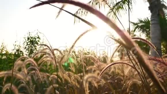 美丽的大自然波科草花有阳光复古视频的预览图