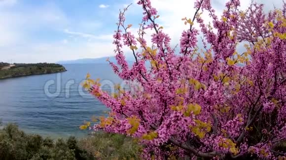 马尔马拉岛全景美丽的鲜花和海洋马尔马拉巴尔基西尔土耳其视频的预览图