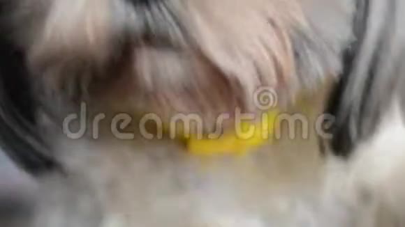 狗舔爪子视频的预览图