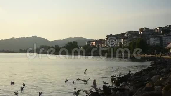 城市港湾海滨与海上海鸥视频的预览图
