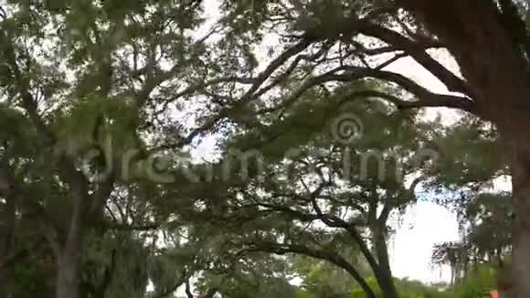南活橡树迈阿密佛罗里达州视频的预览图