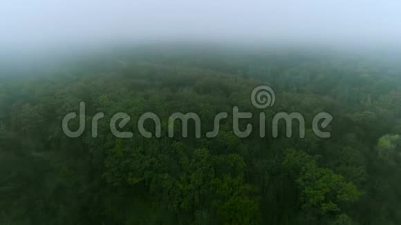 薄雾森林天桥绿树自然景观视频的预览图