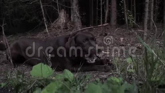 巧克力拉布拉多躺在草坪上在傍晚的森林里啃食视频的预览图