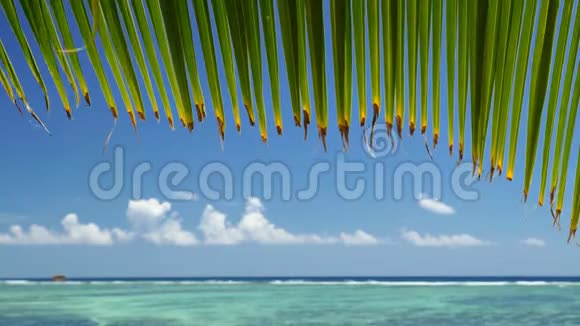 热带海滩上的棕榈叶在微风中与海洋珊瑚礁蓝天和白云相映旅行背景视频的预览图