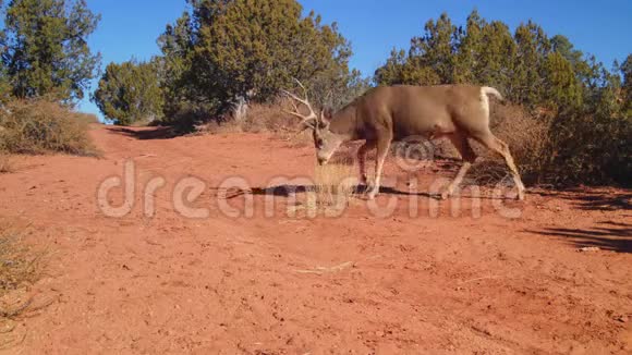 八头骡子鹿穿过土路视频的预览图