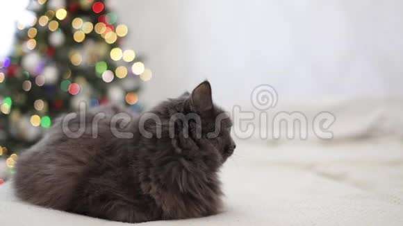 圣诞快乐灰色搞笑猫躺在沙发上背景是孩子们的玩具泰迪熊大大小小都是视频的预览图