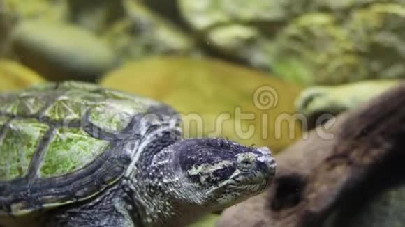 一只美丽的大海龟在水中的水族馆里在玻璃后面游泳视频的预览图