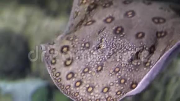 一只有斑点的黄貂鱼在海底迅速游到摄像机前的一侧视频的预览图