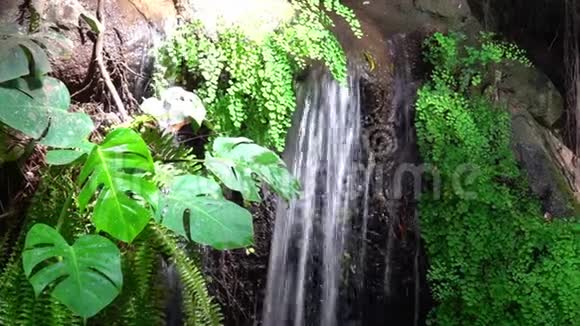 植物间清新清澈的瀑布视频的预览图
