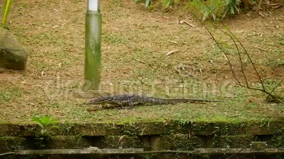 马来西亚大型监控蜥蜴视频的预览图