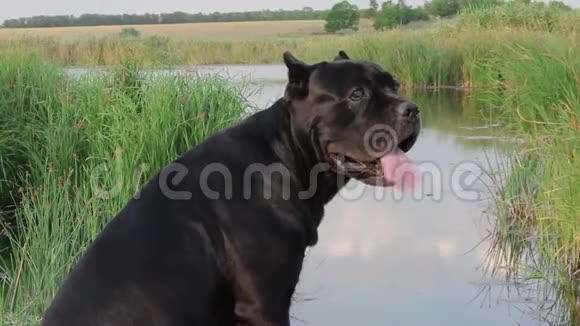 一只美丽的小狗它的品种是黑色的犬科索它坐在河岸上享受着生活看着流动的WA视频的预览图