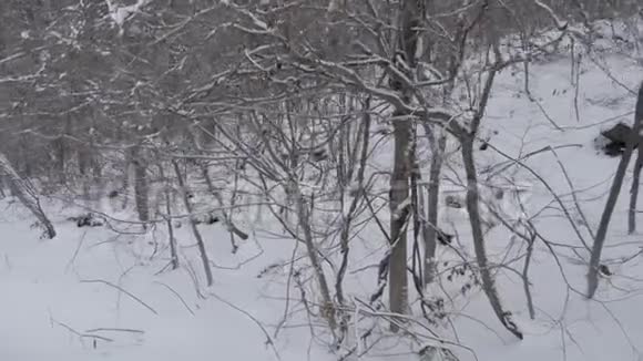 冬天的森林树木覆盖着雪视频的预览图