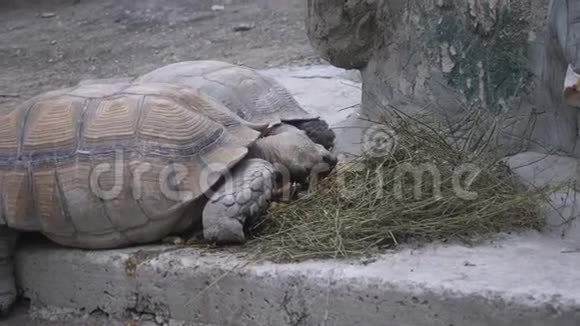 两只大海龟悠闲地吃干草视频的预览图