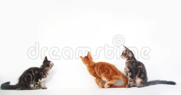 奶油色斑点斑斑和蓝色斑点斑斑的斑斑缅因州的猫小猫在白色背景下玩耍诺曼底在法国视频的预览图