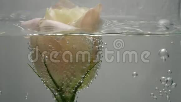一朵美丽的新鲜奶油色玫瑰花位于晶莹剔透的水中上面覆盖着气泡水溢出视频的预览图