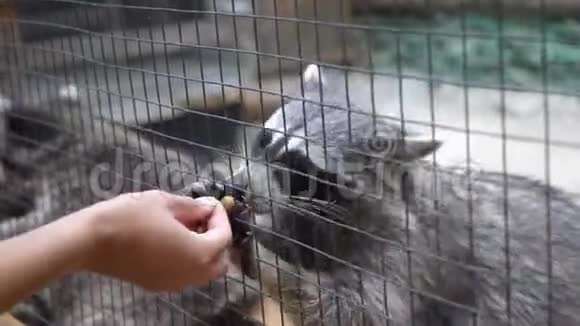 浣熊在笼子里乞讨拉着腿吃东西视频的预览图