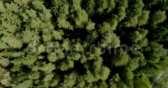 加拿大绿色生长的松树树冠空中无人机射击视频的预览图