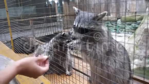 浣熊在笼子里乞讨拉着腿吃东西视频的预览图