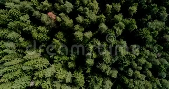 加拿大密生针叶林树冠空中无人机射击视频的预览图