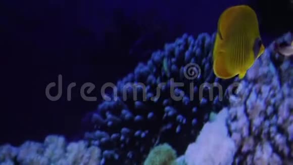 黄色的圆形鱼慢慢地沿着靠近洞穴和珊瑚礁的海底游泳复制空间视频的预览图