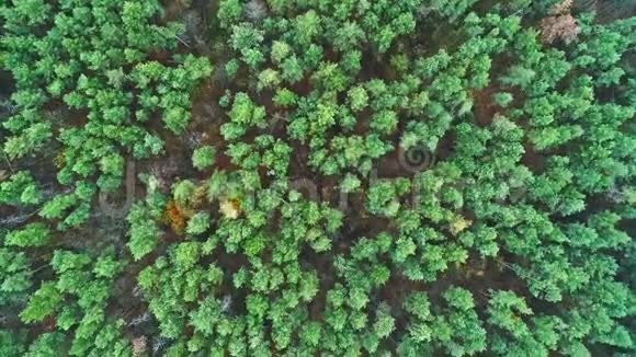 自然公园空中射击森林绿冠视频的预览图