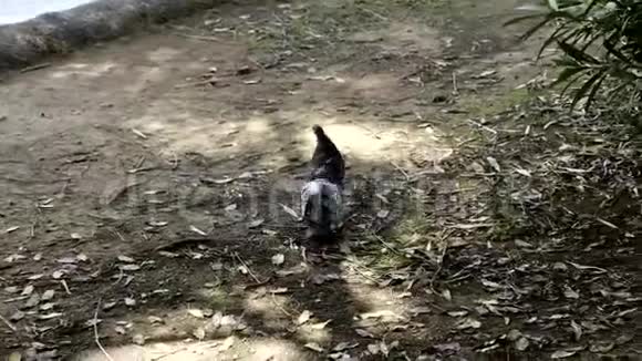 鸽子在公园里玩耍视频的预览图