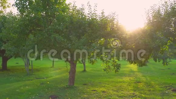 秋天日落时的苹果园视频的预览图