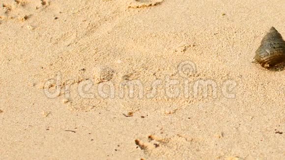 螃蟹隐士螃蟹爬在沙滩上从一个角落到另一个角落视频的预览图