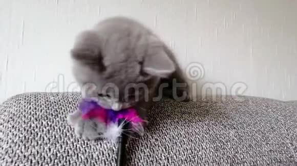 小灰猫躺在沙发上玩玩具视频的预览图