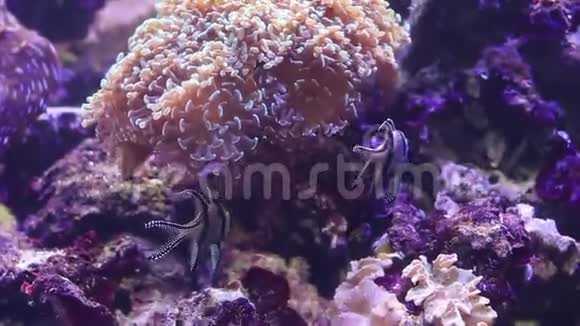 海洋动植物的美丽镜头水下植物和鱼复制空间视频的预览图