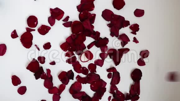玫瑰花瓣被风吹散飞起视频的预览图