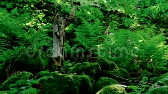 春天森林中的鸵鸟蕨视频的预览图