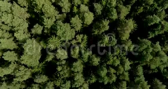 加拿大绿色生长的松树地球的生态系统无人机射击视频的预览图