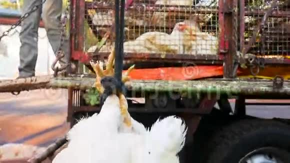 小鸡在拥挤的笼子里用小卡车运送视频的预览图