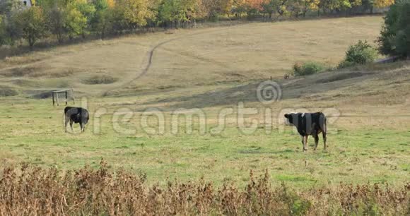两头奶牛在草地上吃草视频的预览图