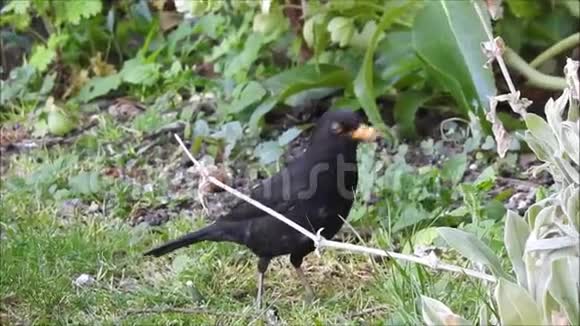 黑鸟觅食筑巢食物花园鸟英国视频的预览图