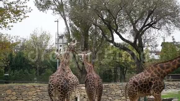 一群罗斯柴尔德长颈鹿GiraffaCamelopardalisrothschildi也被称为巴林戈长颈鹿在国家公园散步视频的预览图