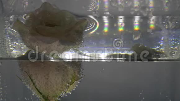 奶油新鲜的玫瑰被气泡覆盖是在晶莹清澈的水中纯净液中漂亮的小花关门视频的预览图