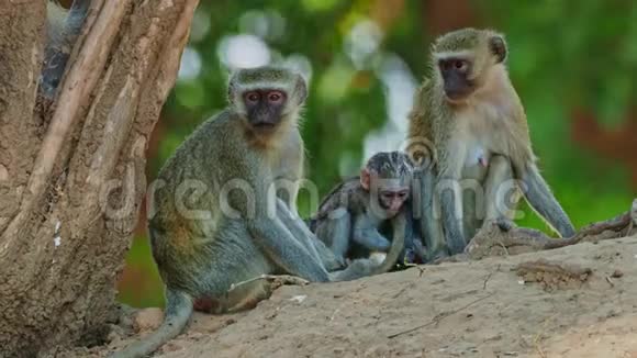 VervetMonkeyChlorocebuspygerythrus一家父母和科的小猴子视频的预览图