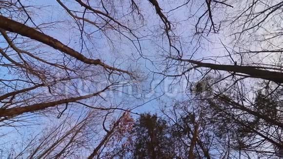 蓝蓝的冬天的天空透过无叶的树木相机慢慢旋转视频的预览图
