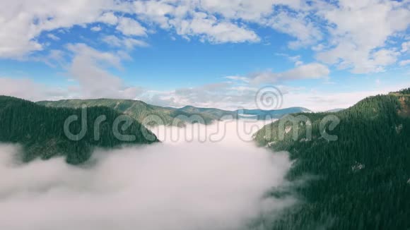 一个人慢慢地站起来越过充满雾气的绿树林山谷视频的预览图