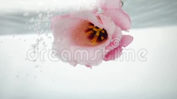 美丽的淡粉色的花漂浮在新鲜的清澈的水中涓涓细流从上面流过气泡形成视频的预览图