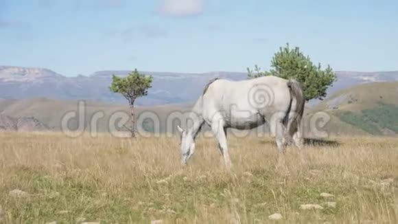 一匹白马在一片高山草地上觅食农场马匹养殖视频的预览图
