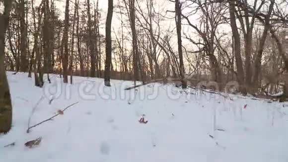日落时分穿过爱荷华州乡村白雪覆盖的森林视频的预览图