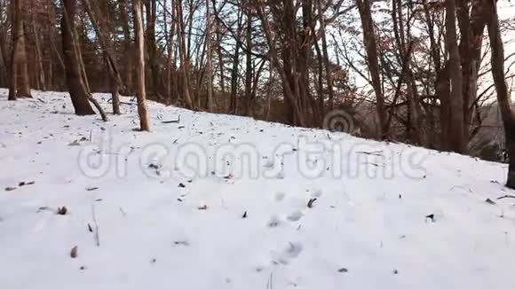 美国中西部日落时积雪覆盖了森林地面爱荷华州视频的预览图