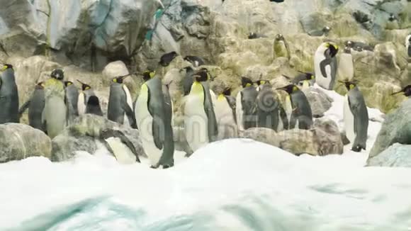 企鹅一家和小女孩在雪地里散步视频的预览图