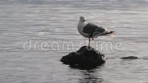 一只脚站在石头上的太平洋鸥鸟被海浪包围着视频的预览图