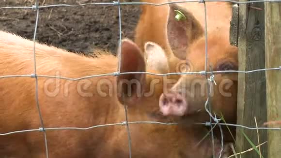 靠近在草地上咀嚼的猪视频的预览图