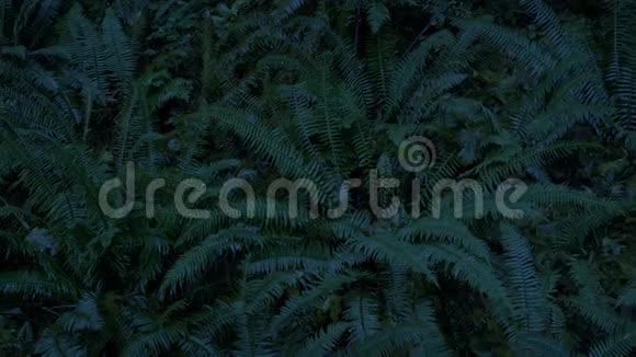 傍晚在森林里的蕨类植物上滑行视频的预览图
